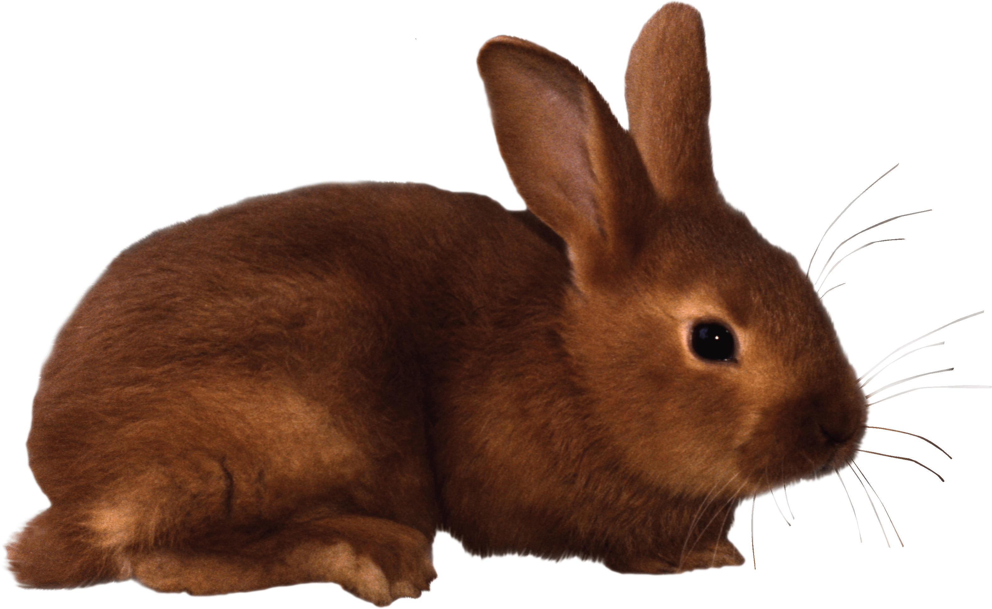 Rabbit Transparent PNG Image