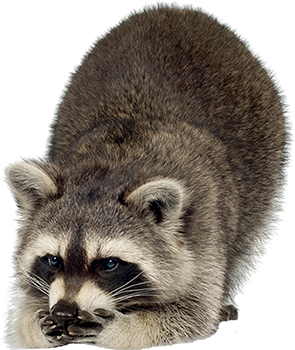 Raccoon Transparent PNG Image