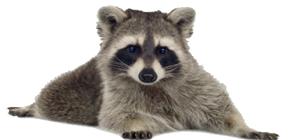 Raccoon Transparent PNG Image