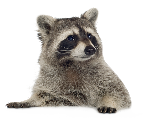 Raccoon Transparent PNG Image