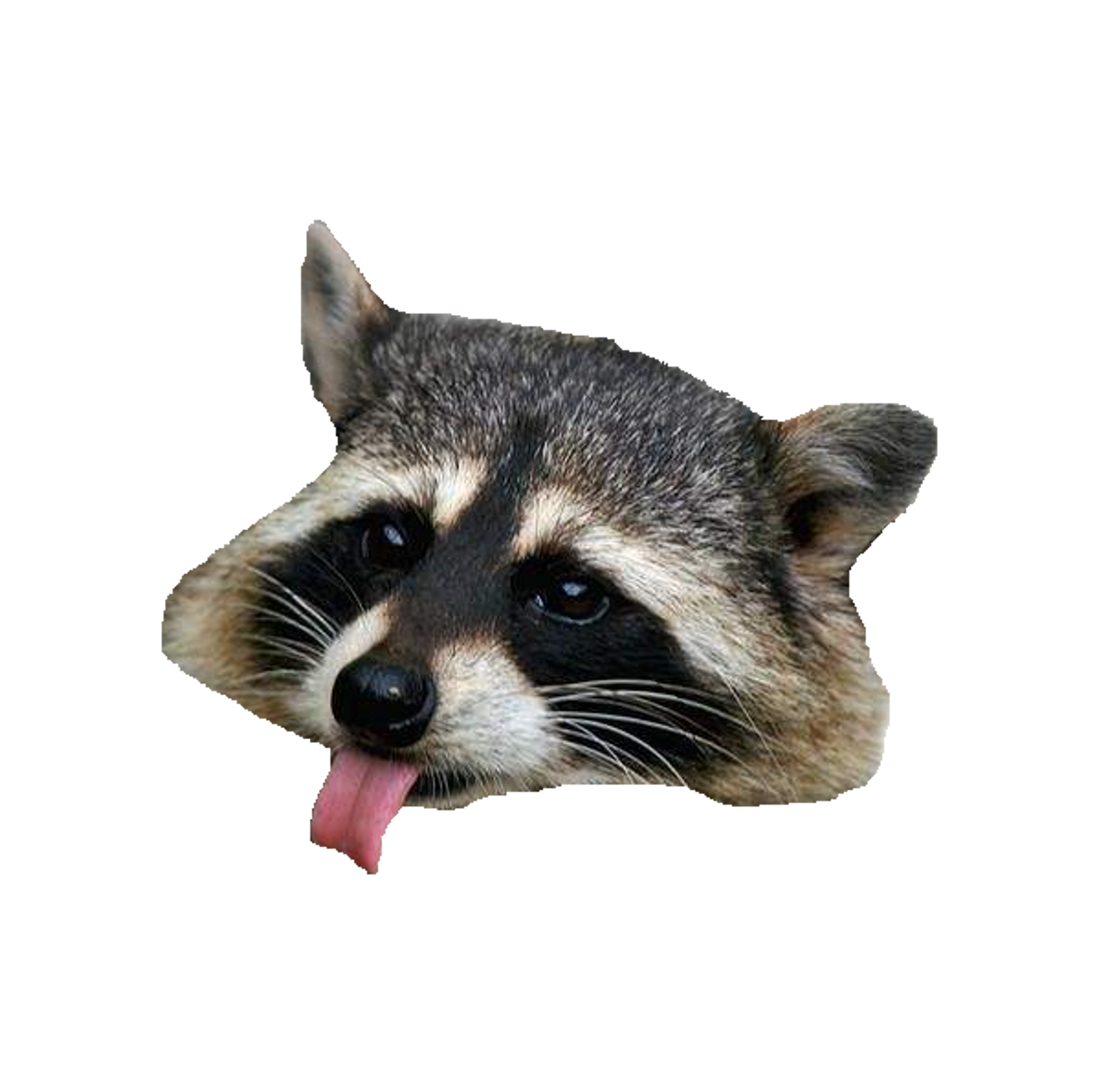 Raccoon Transparent PNG Image