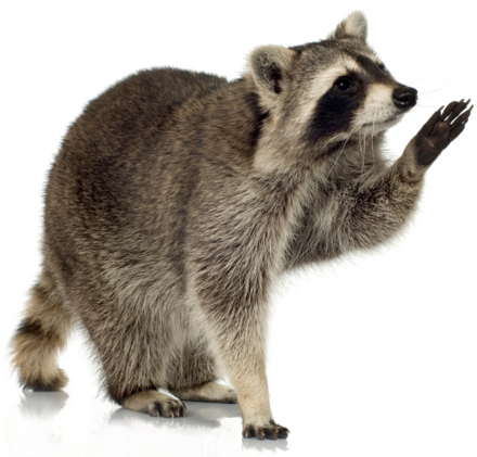 Raccoon Transparent PNG Image