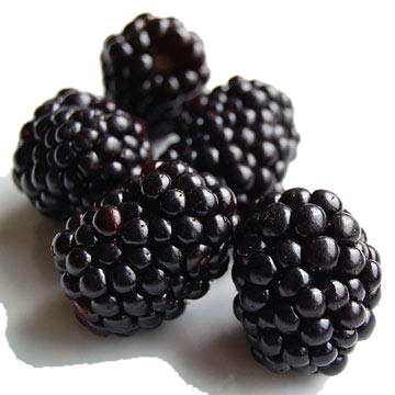 Black Raspberries Transparent PNG Image