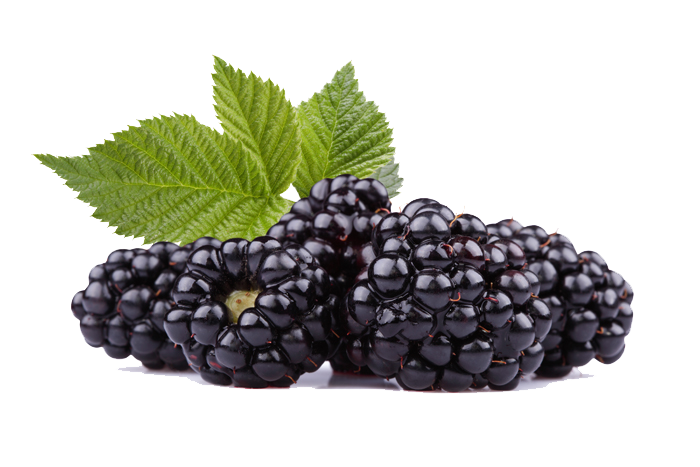 Black Raspberries Transparent PNG Image