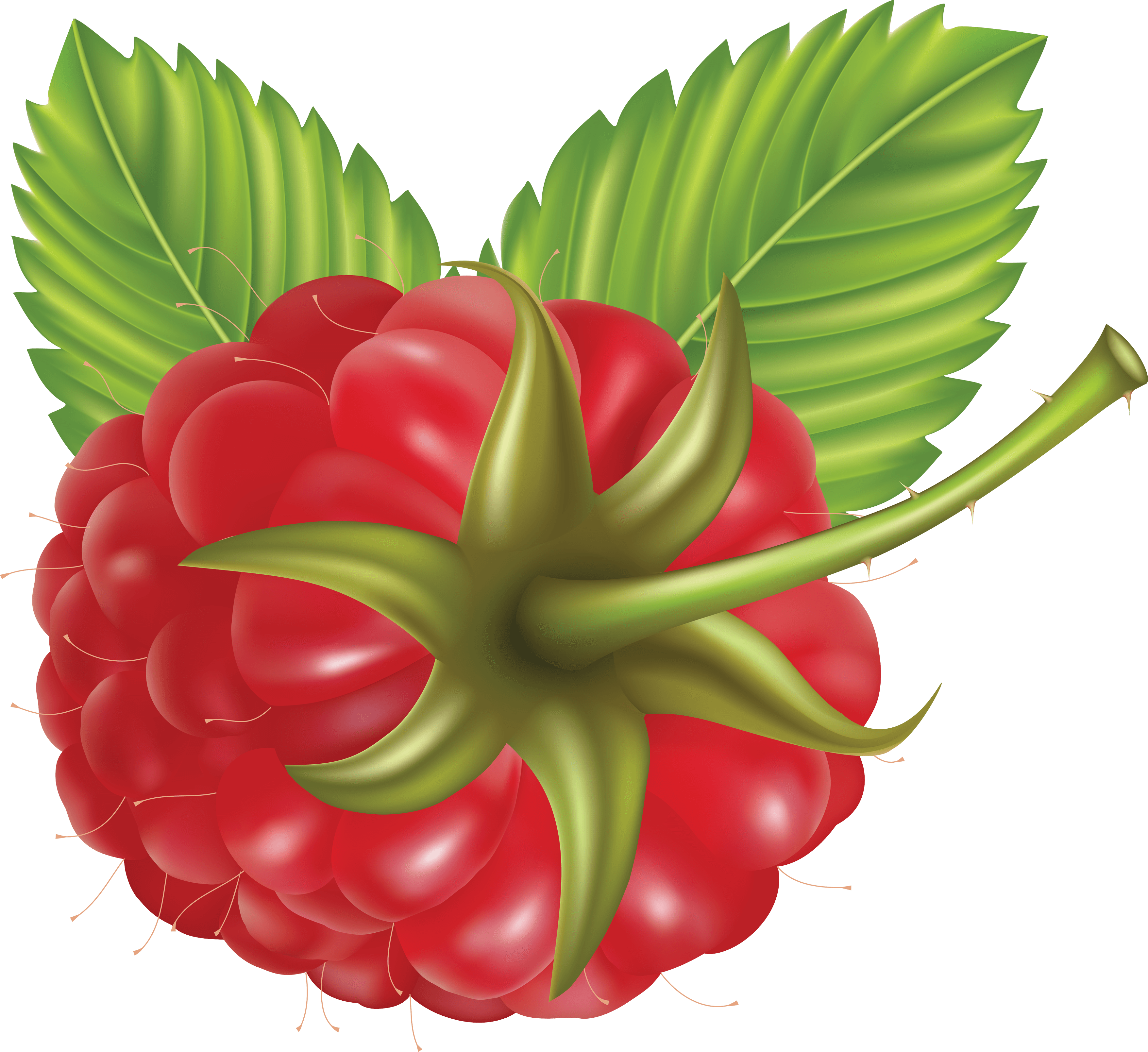Rraspberry Transparent PNG Image