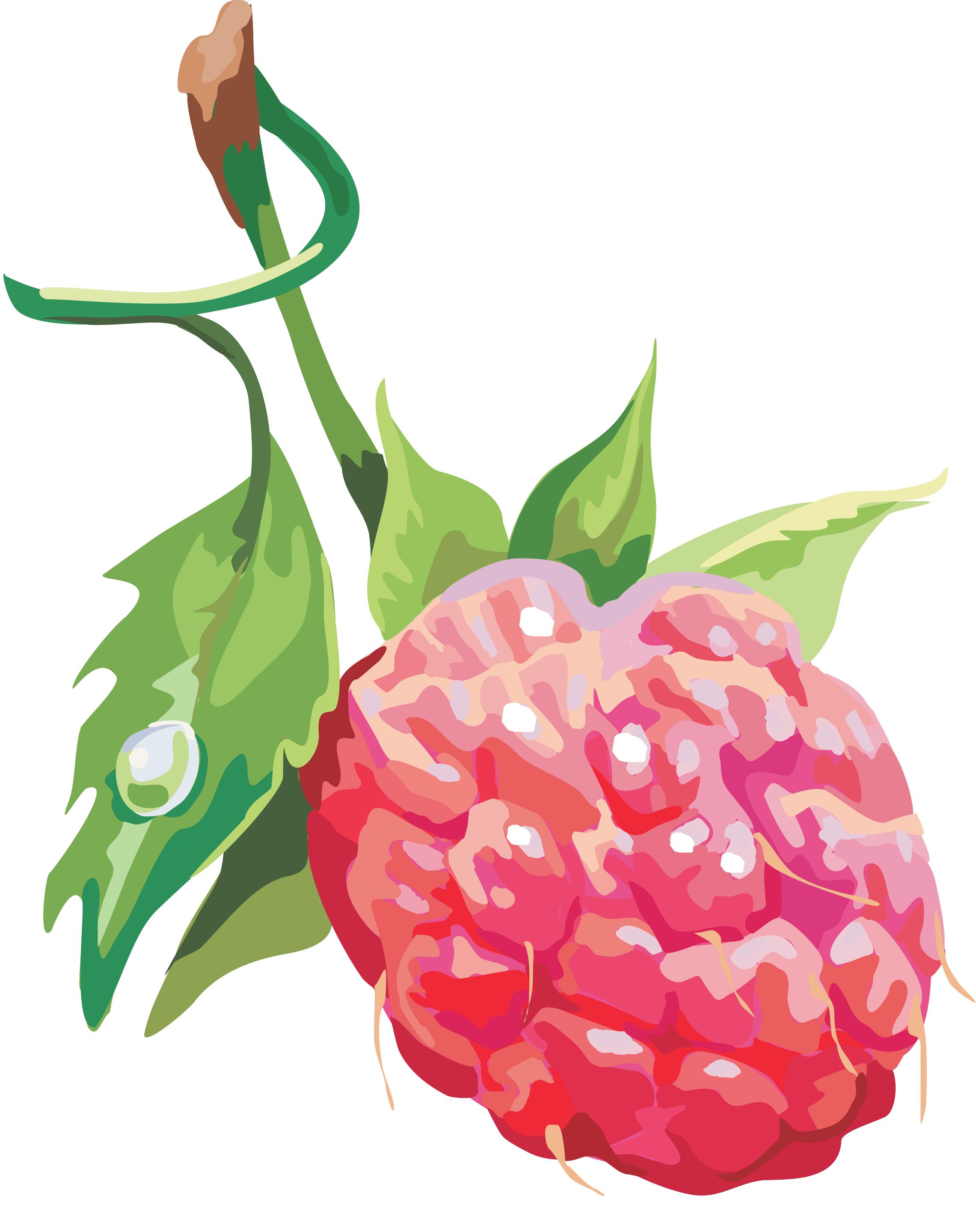 Rraspberry Transparent PNG Image