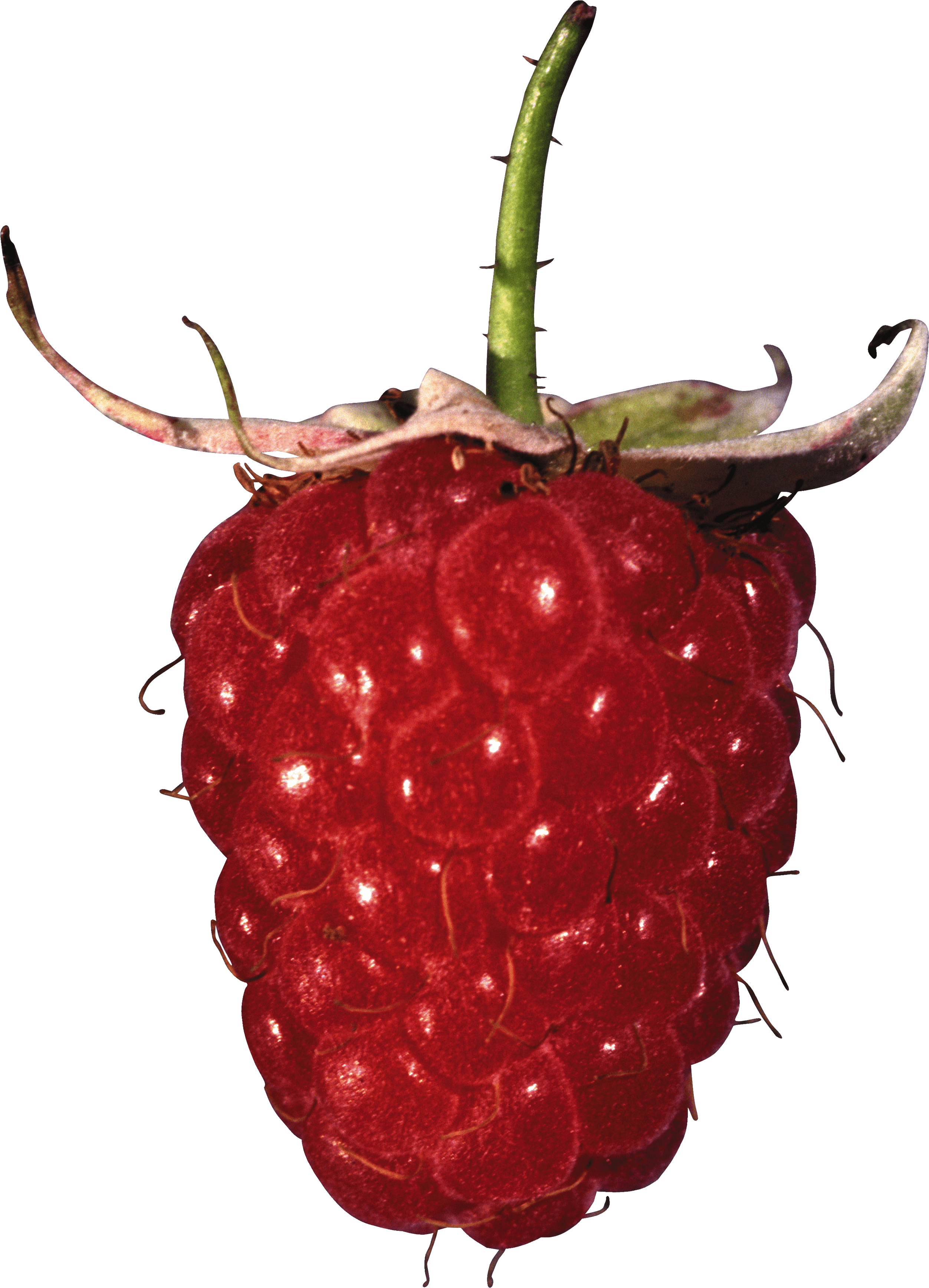 Rraspberry Transparent PNG Image