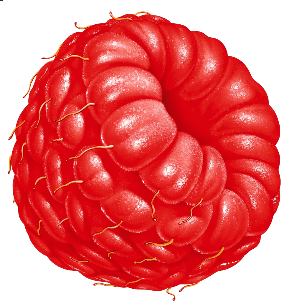 Rraspberry Transparent PNG Image