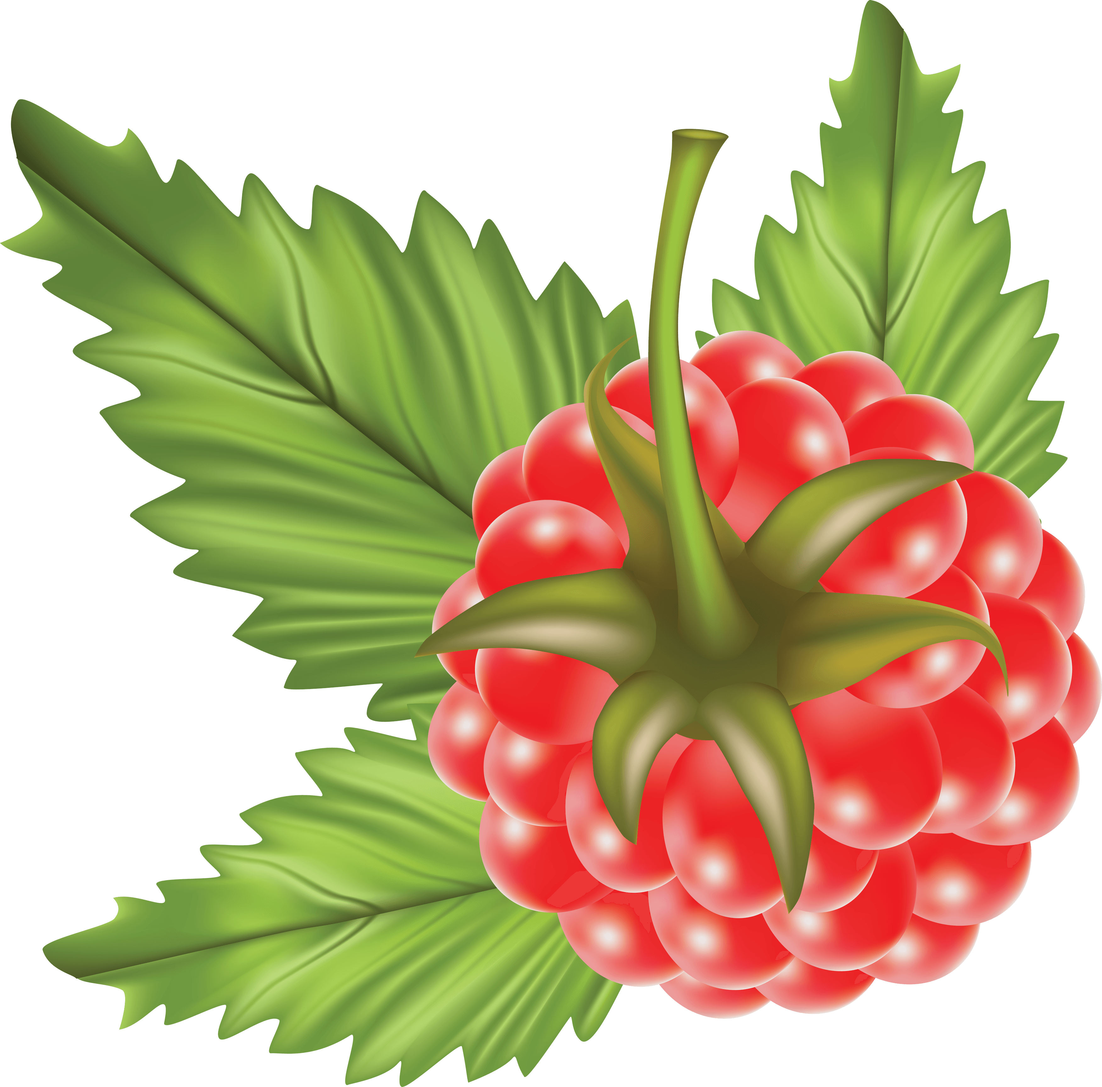 Rraspberry Transparent PNG Image