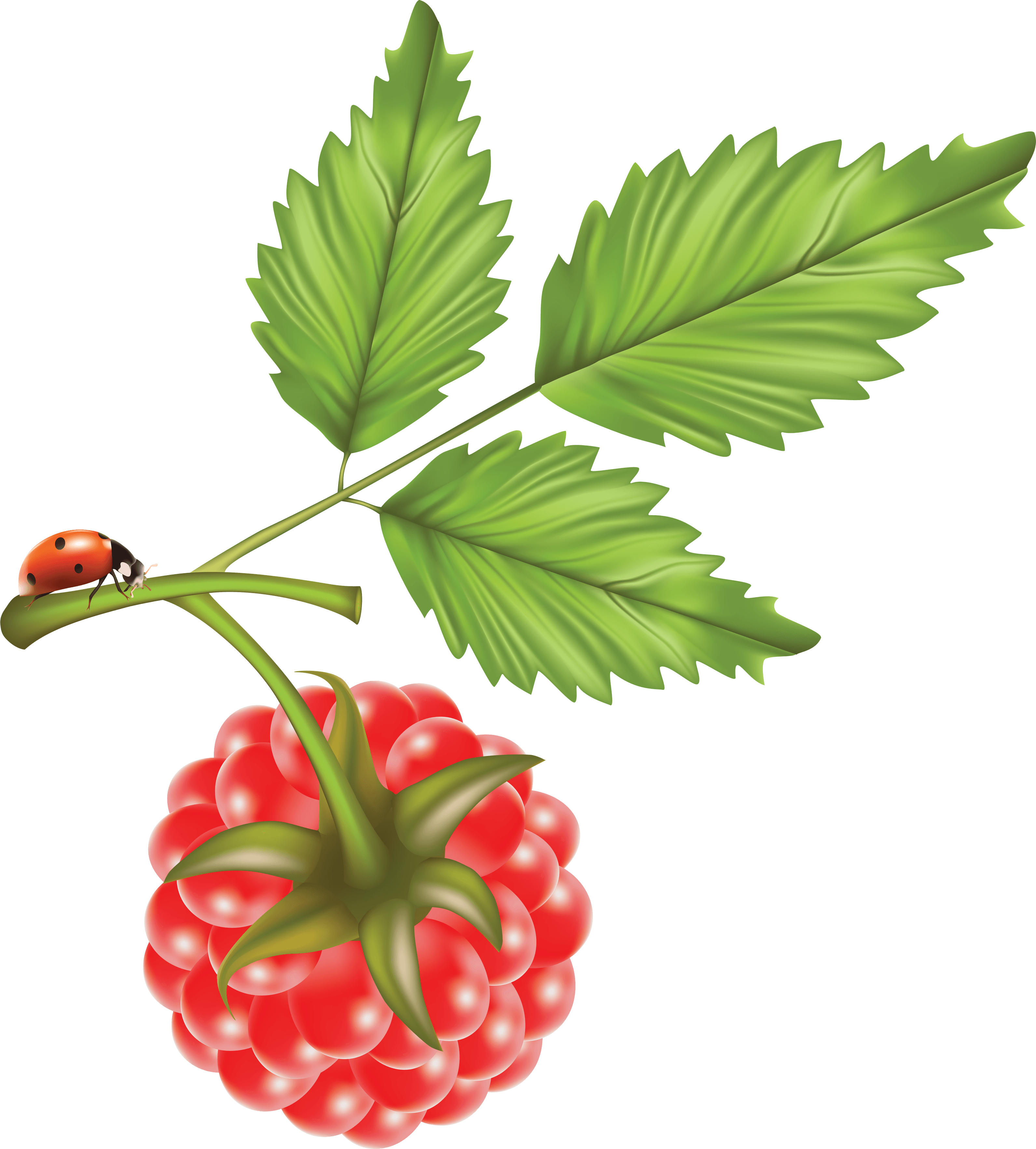 Rraspberry Transparent PNG Image