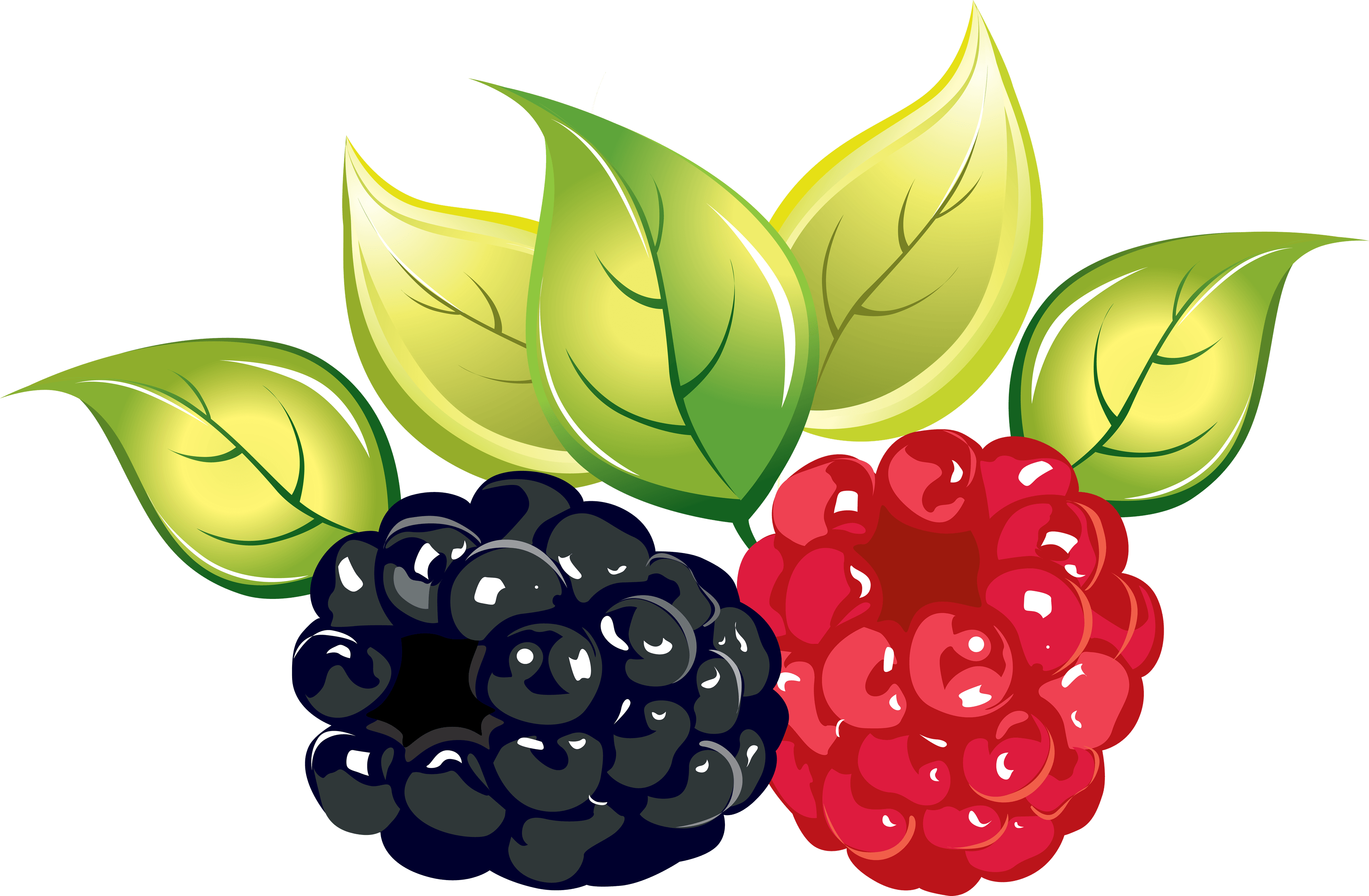 Rraspberry Transparent PNG Image
