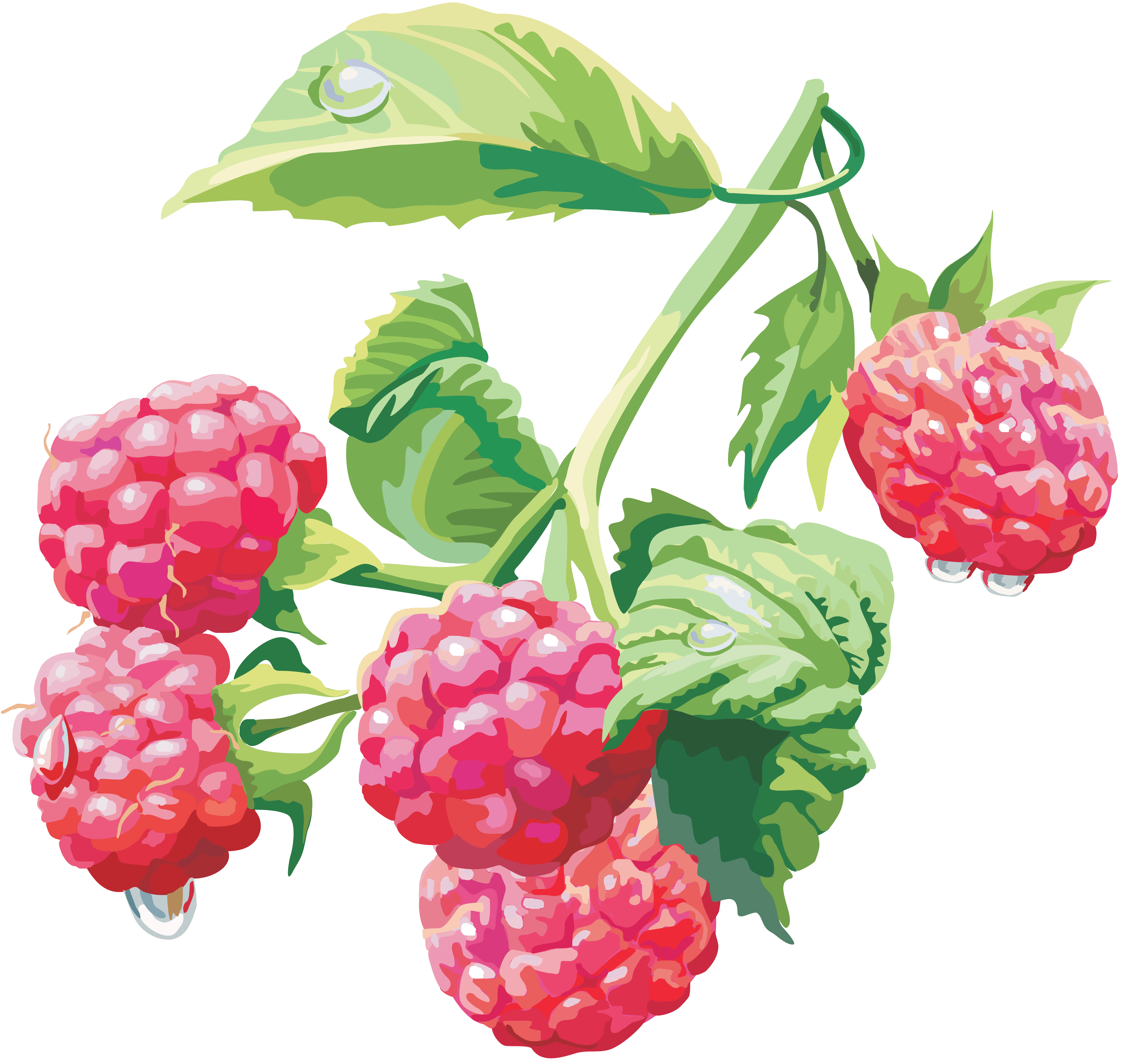 Rraspberry Transparent PNG Image