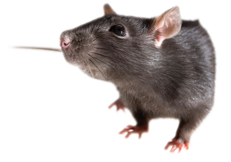 Rat Transparent PNG Image
