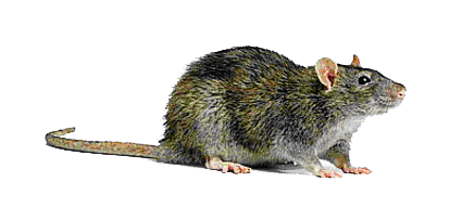 Rat Background Transparent PNG Image