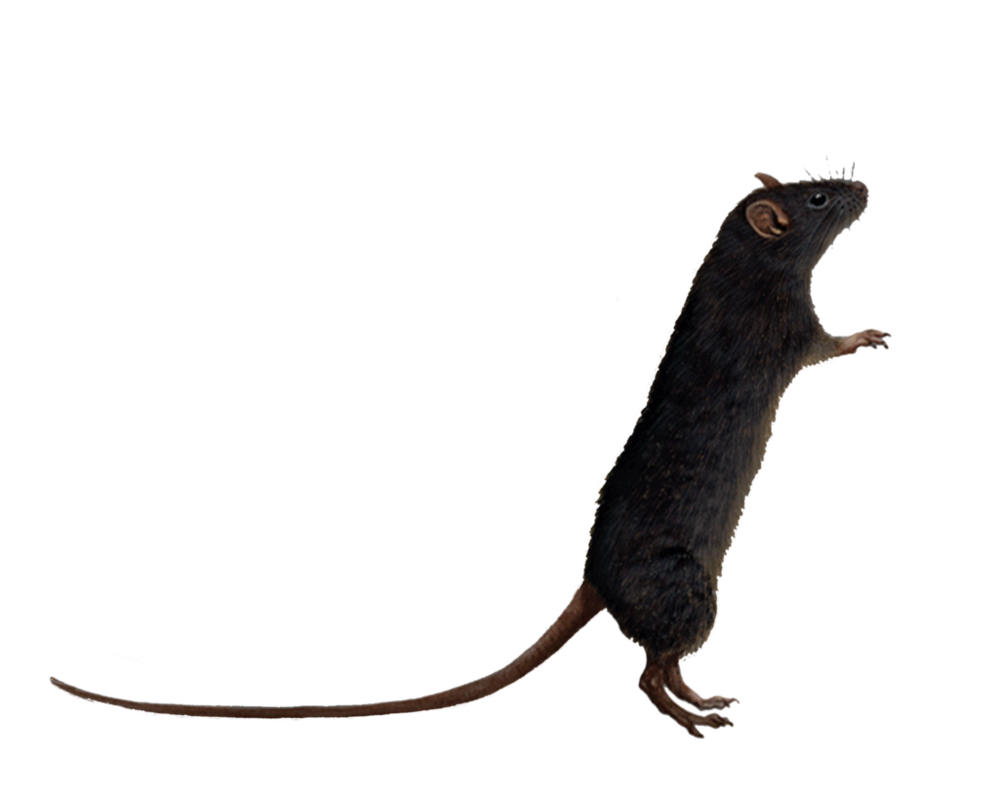 Rat Transparent PNG Image