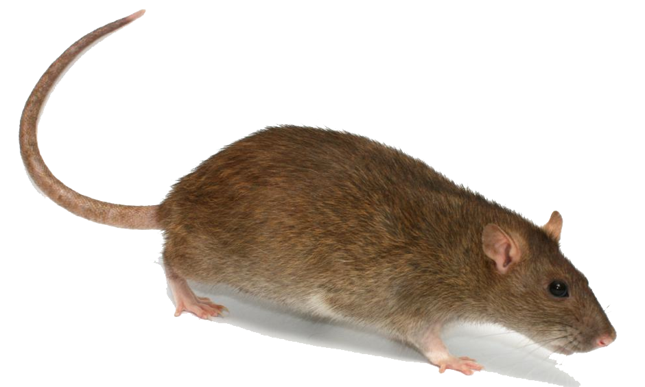 Rat Transparent PNG Image