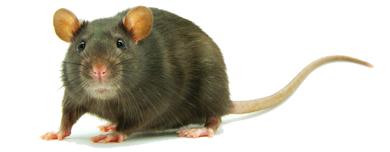 Rat Transparent PNG Image