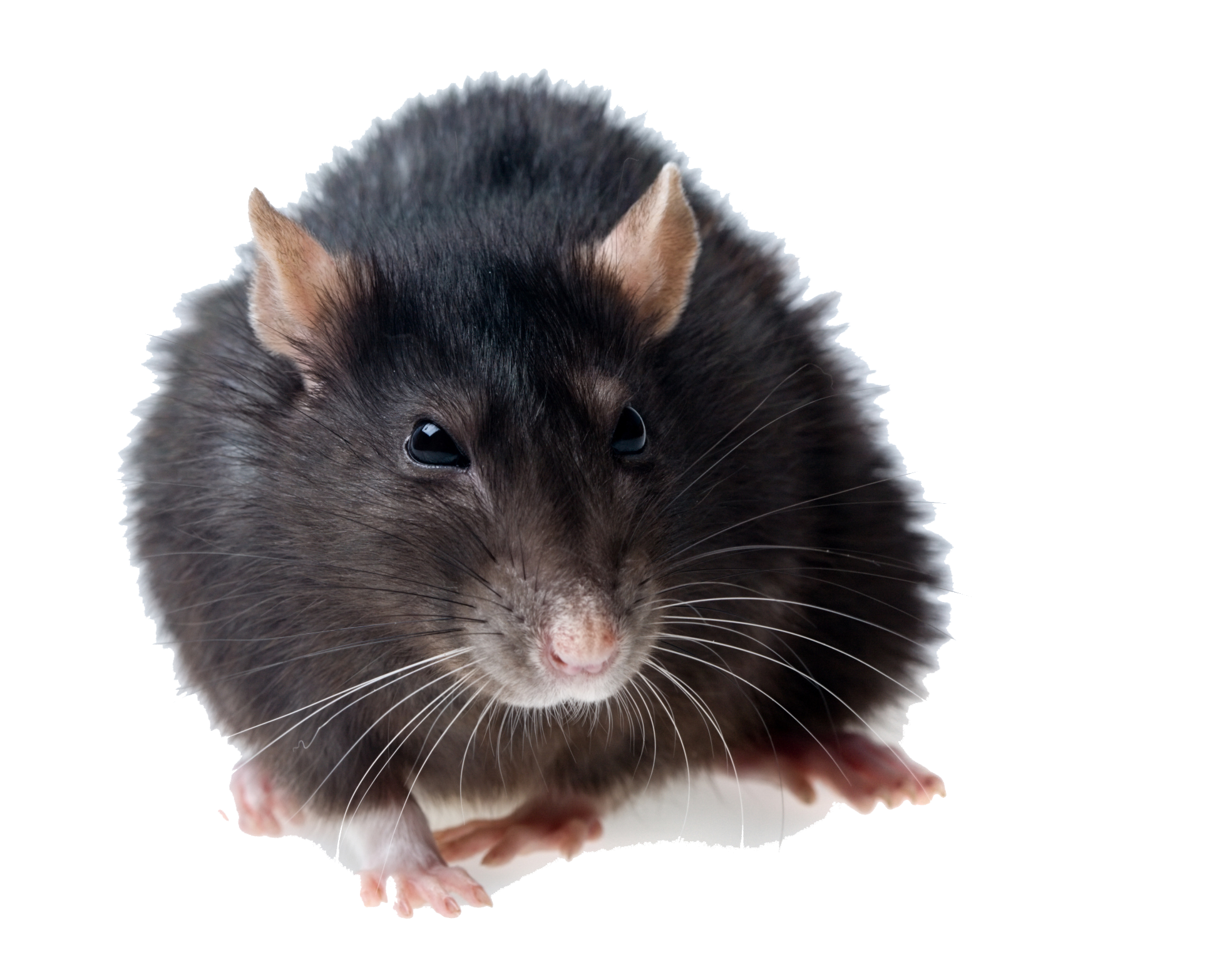 Rat Transparent PNG Image