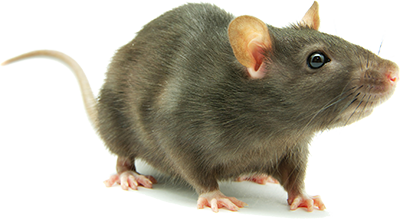 Rat Transparent PNG Image