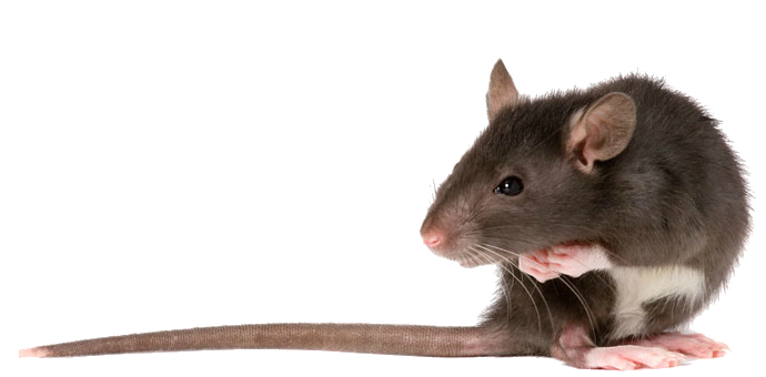 Rat Transparent PNG Image