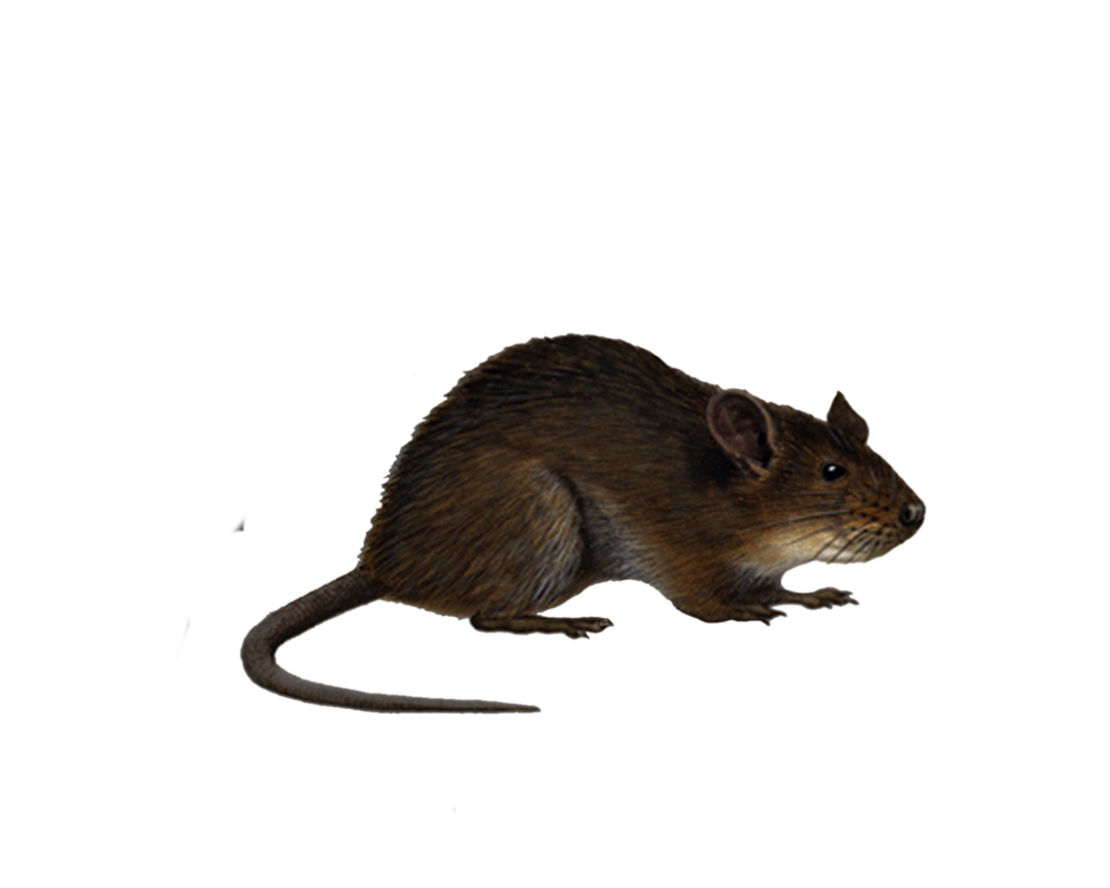 Rat Transparent PNG Image
