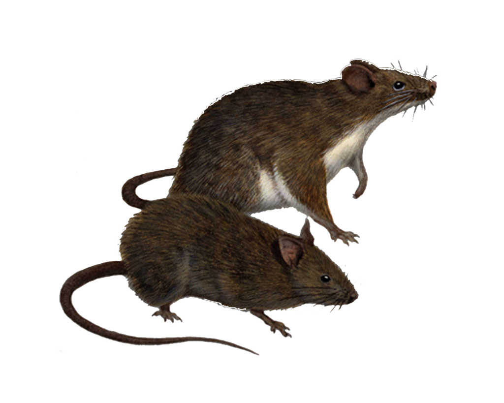 Rat Transparent PNG Image