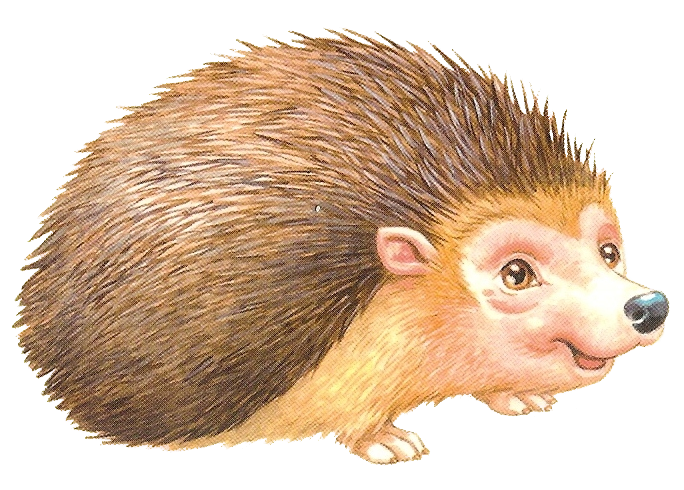 Porcupine Rodent European Domesticated Hedgehog Transparent PNG Image