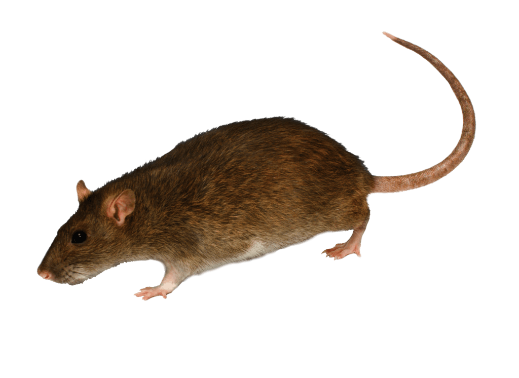 Mouse Rat Transparent PNG Image