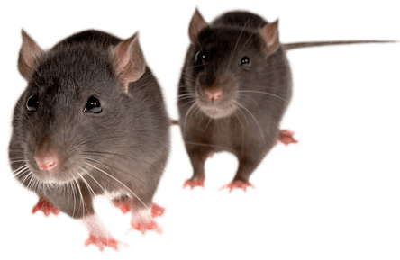 Mice Transparent PNG Image
