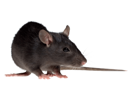 Mouse Rat Transparent PNG Image