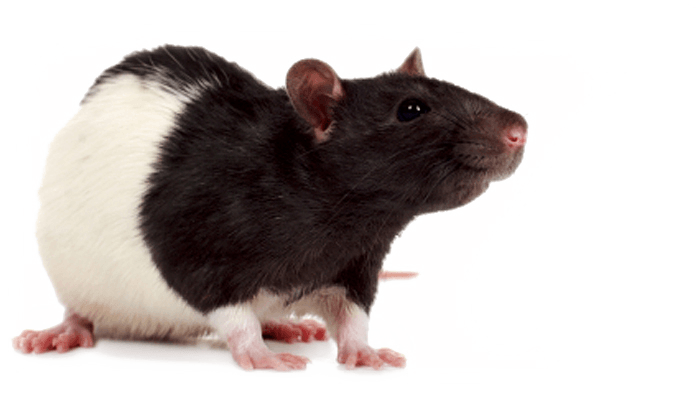 Mouse Rat Transparent PNG Image