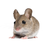 Little Mouse Rat Transparent PNG Image