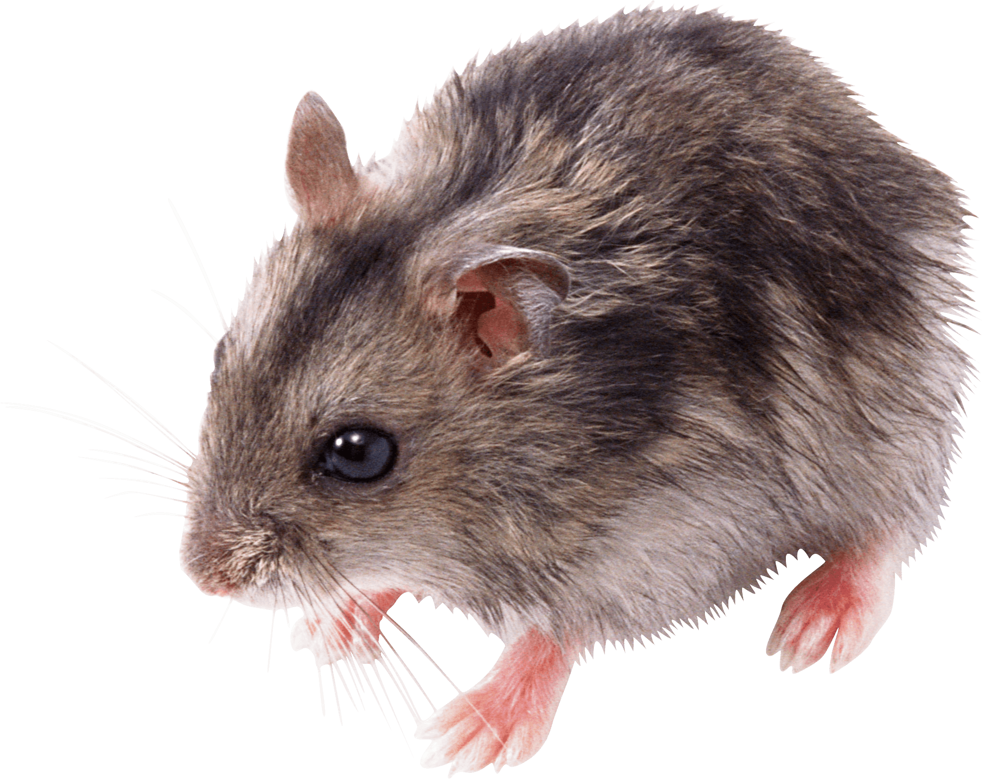 Little Mouse Rat Transparent PNG Image