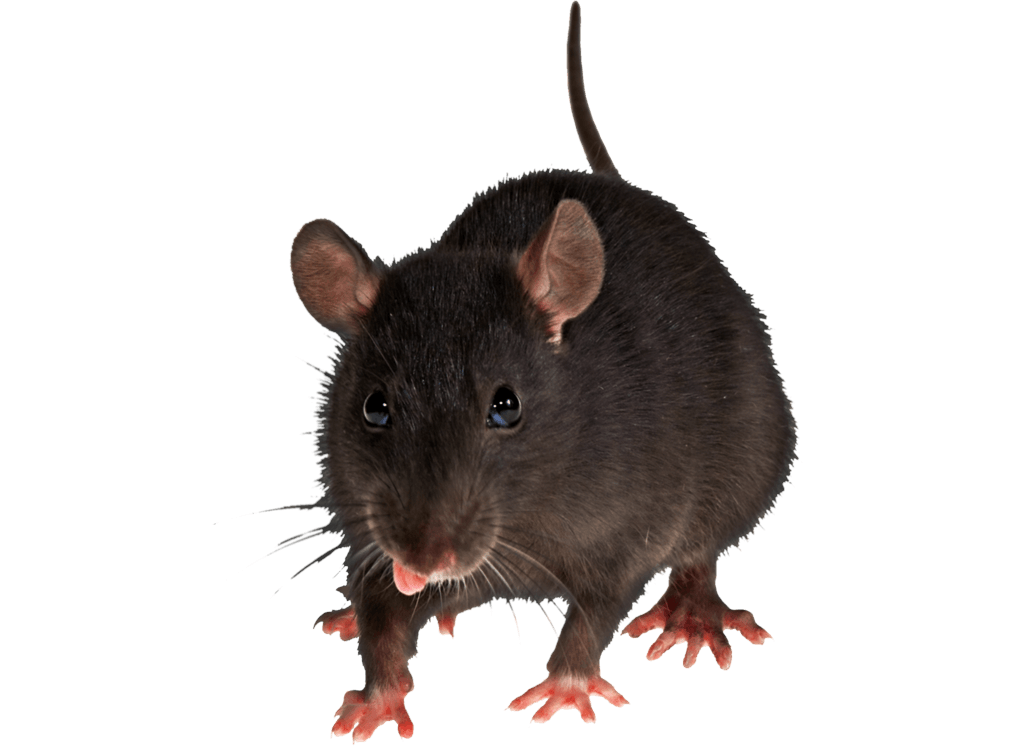 Mouse Rat Transparent PNG Image