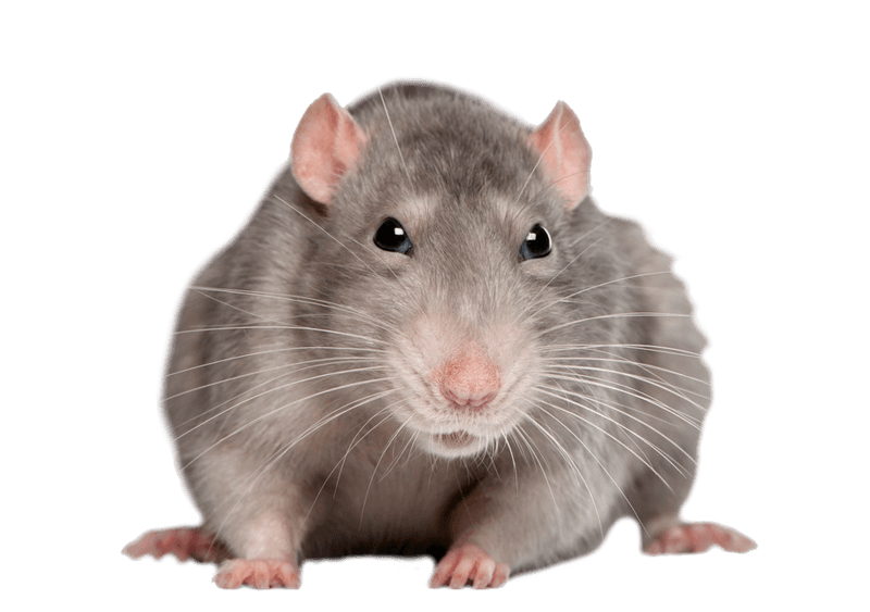 Mouse Rat Transparent PNG Image