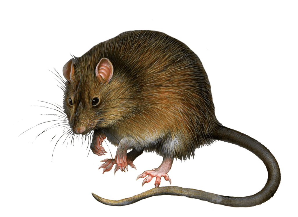 Mouse Rat Transparent PNG Image