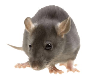 Mouse Rat Transparent PNG Image