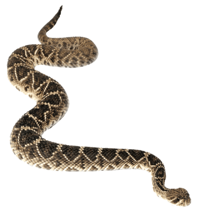 Rattlesnake Transparent PNG Image