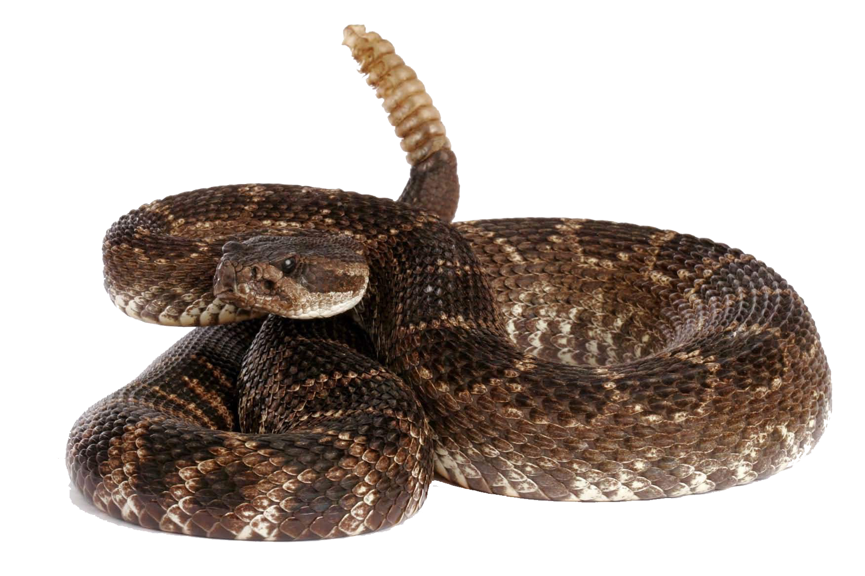 Rattlesnake Transparent PNG Image
