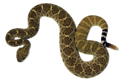 Rattlesnake Transparent PNG Image