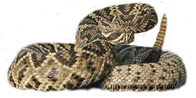 Rattlesnake Transparent PNG Image