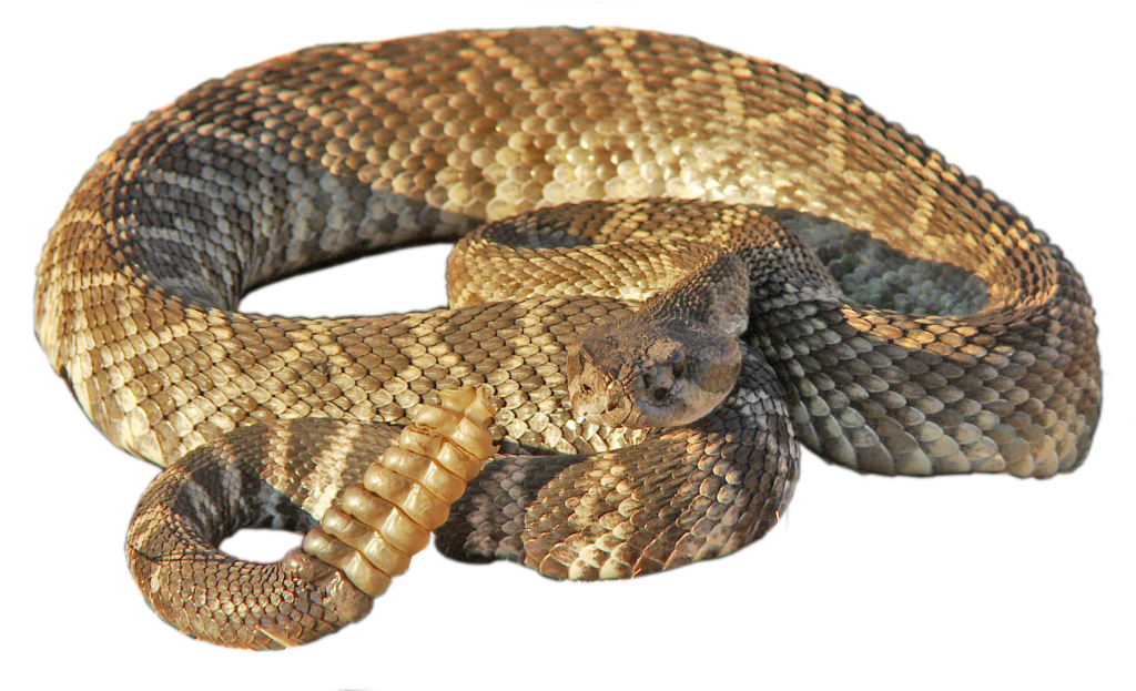 Rattlesnake Transparent PNG Image
