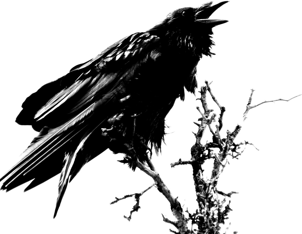 Raven Transparent PNG Image