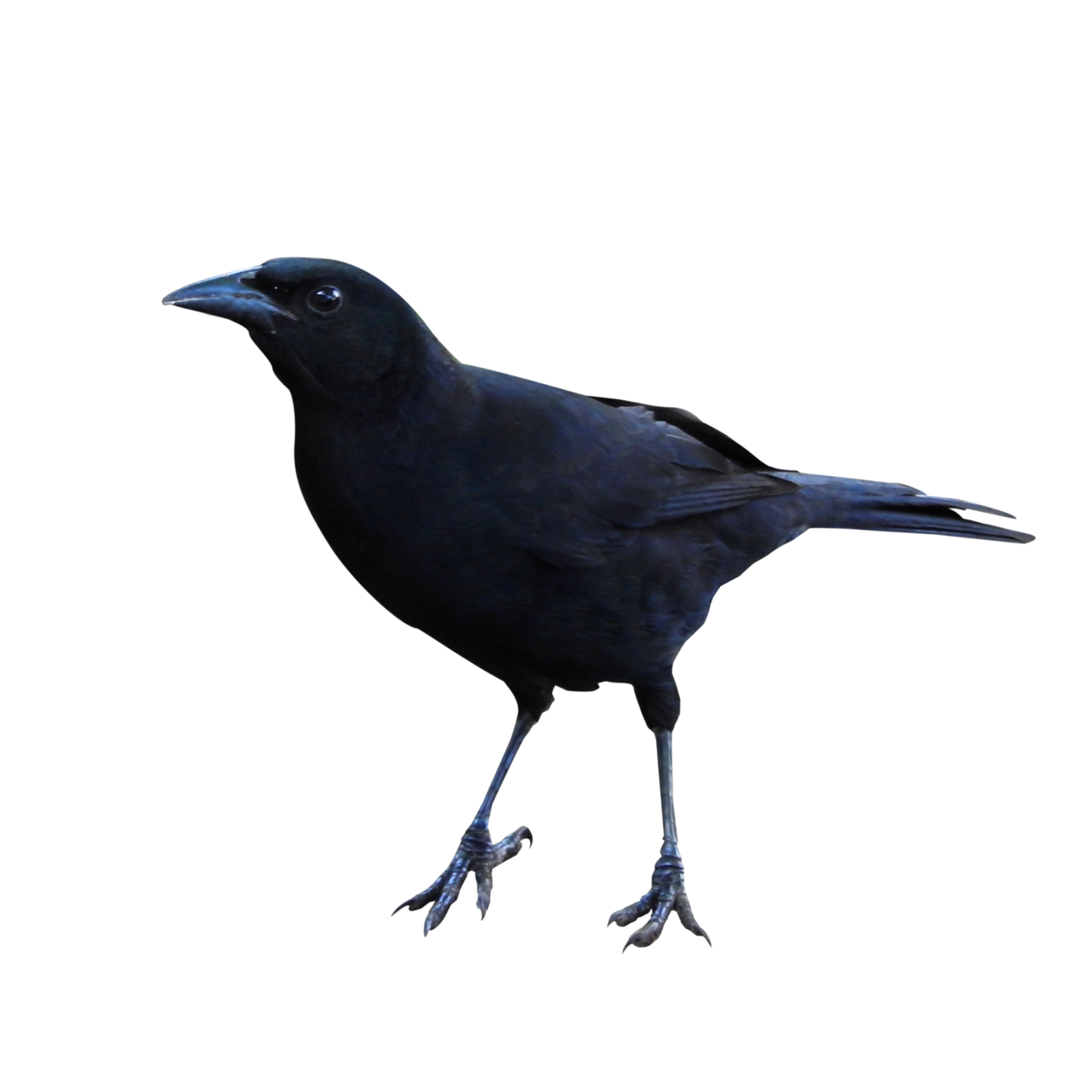 Raven Transparent PNG Image