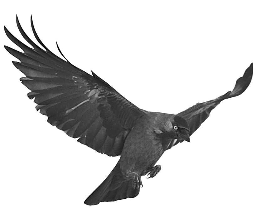 Black Raven Transparent PNG Image
