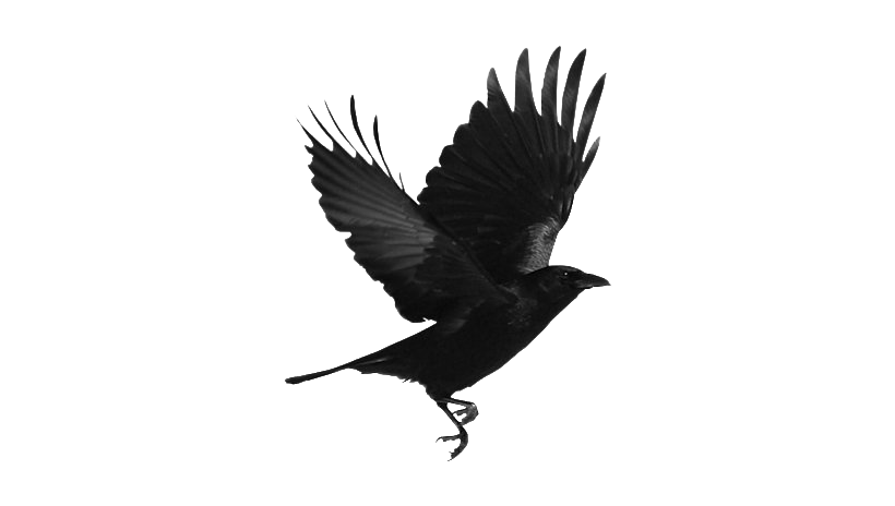 Bird Raven Transparent PNG Image