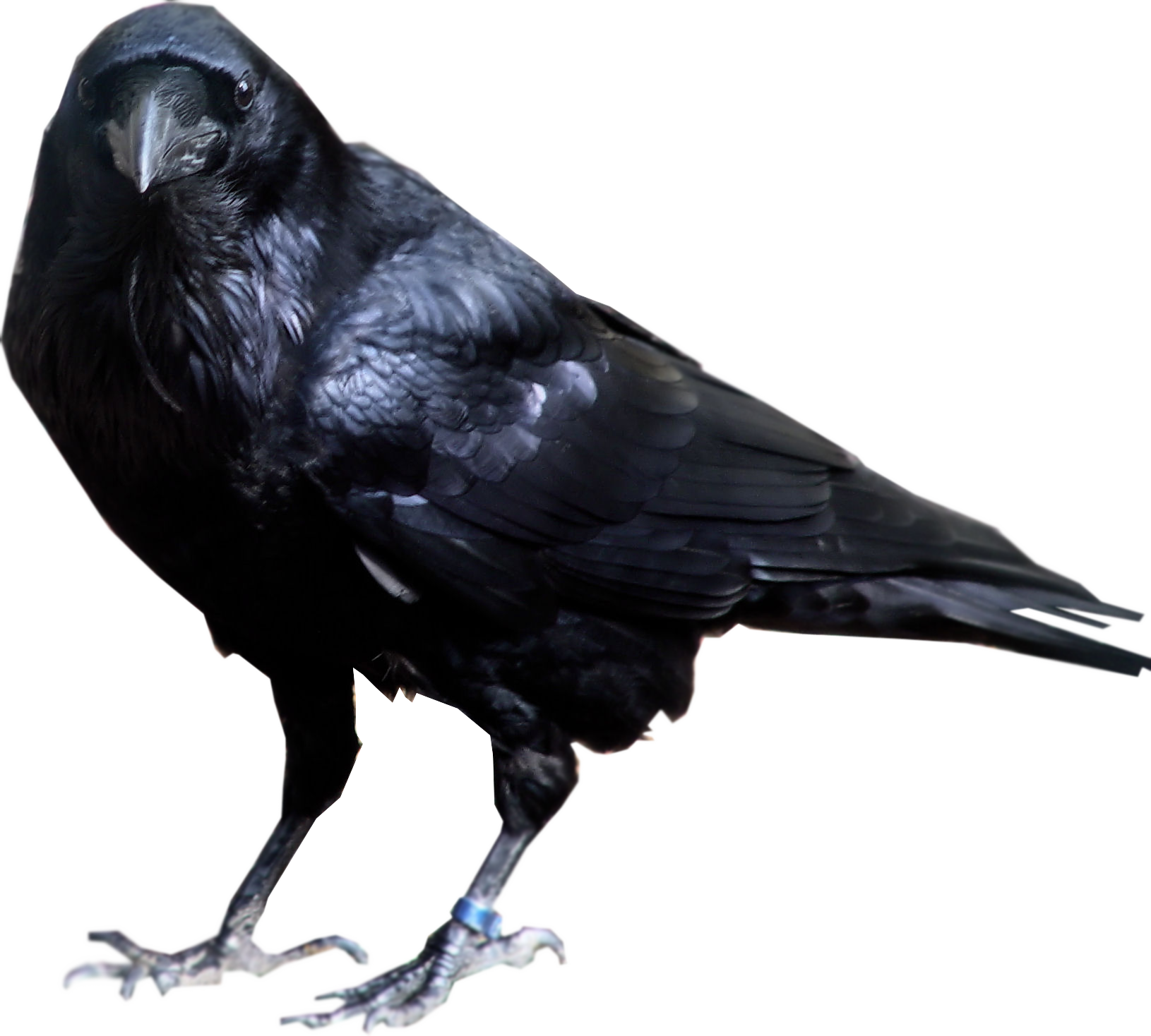 Bird Raven Transparent PNG Image