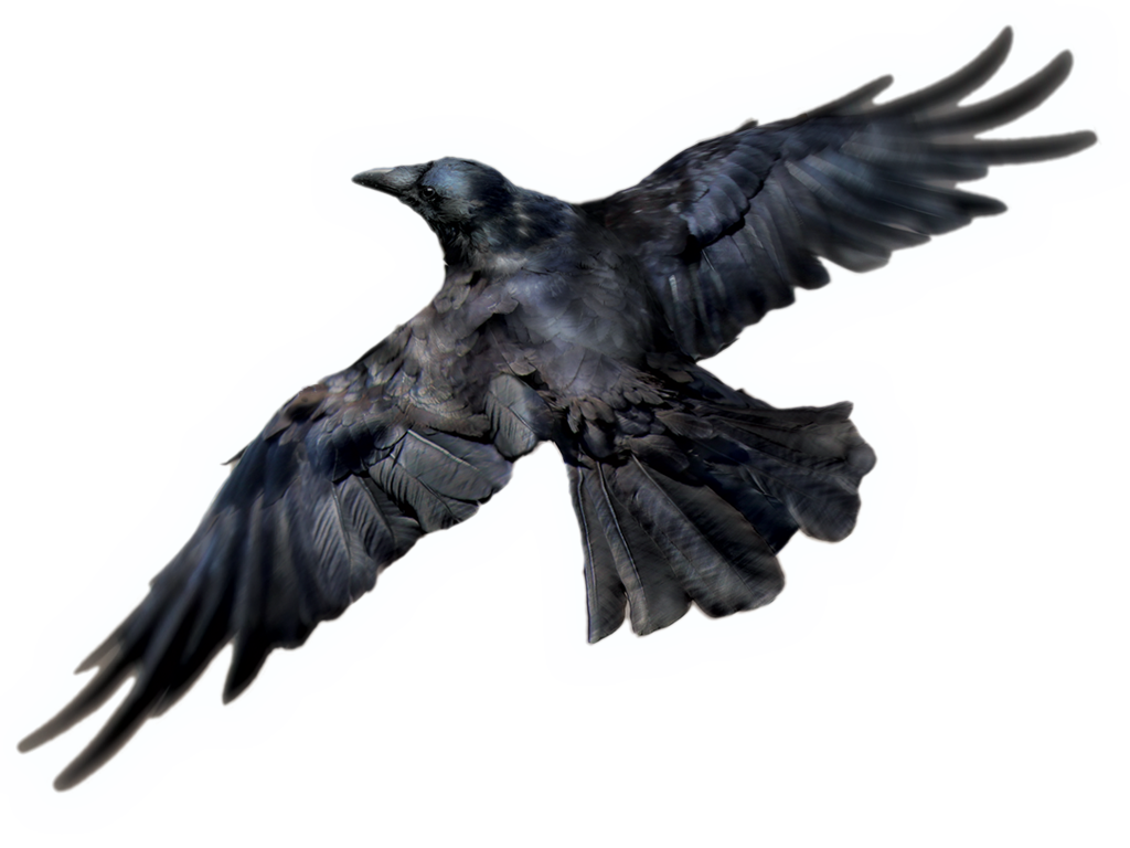 Bird Raven Transparent PNG Image