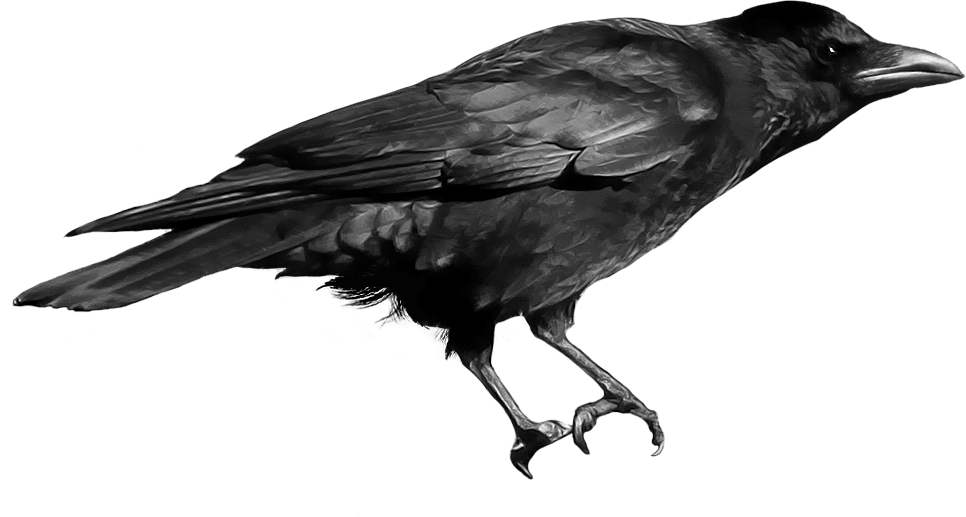 Bird Raven Transparent PNG Image
