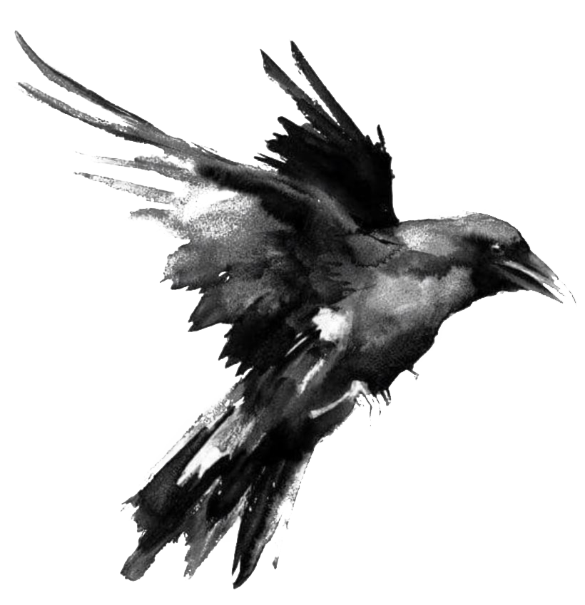 Bird Raven Transparent PNG Image